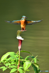 雪持草とカワセミ
