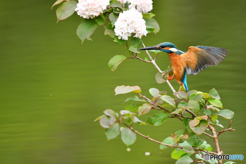オオデマリとカワセミ