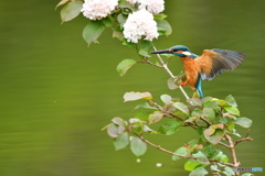 オオデマリとカワセミ