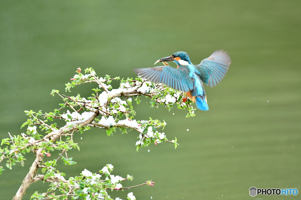 ウグイスカグラとカワセミ