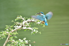 ウグイスカグラとカワセミ