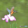 ハナショウブとカワセミ