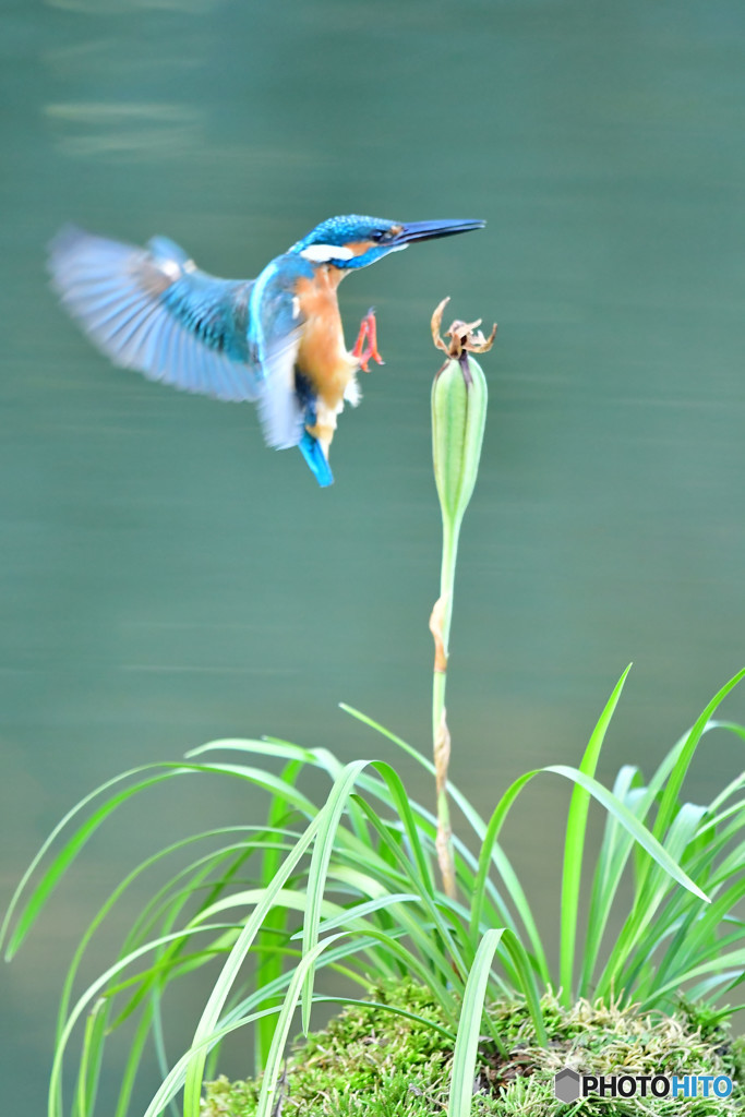 春蘭の実とカワセミ