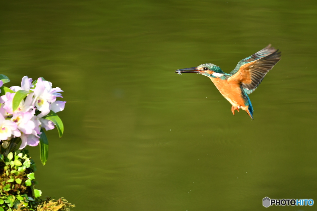 デンドロビウムとカワセミ