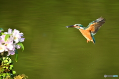 デンドロビウムとカワセミ