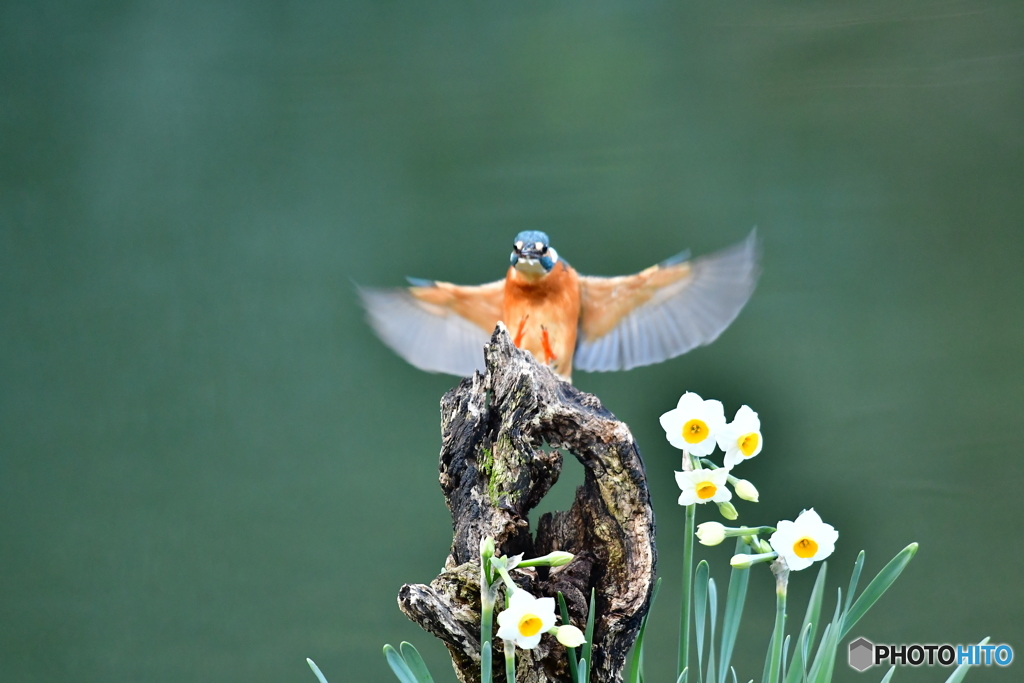 スイセンとカワセミ