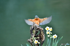 スイセンとカワセミ