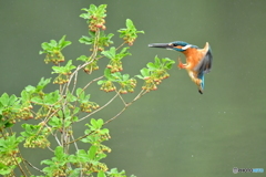 更紗ドウタンとカワセミ