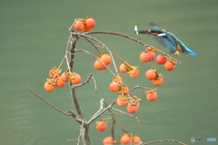 マメガキとカワセミ