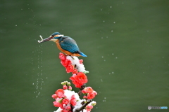 ボケの花とカワセミ