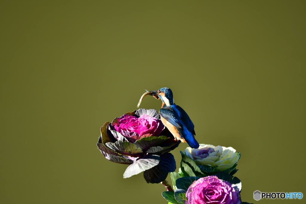 葉牡丹とカワセミ