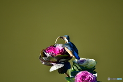 葉牡丹とカワセミ