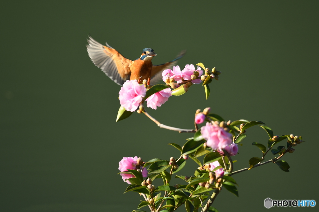 サザンカとカワセミ