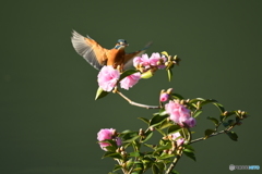 サザンカとカワセミ