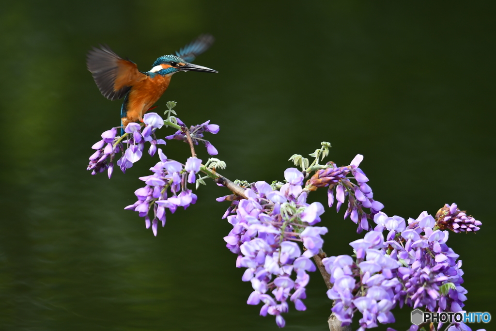 フジの花とカワセミ