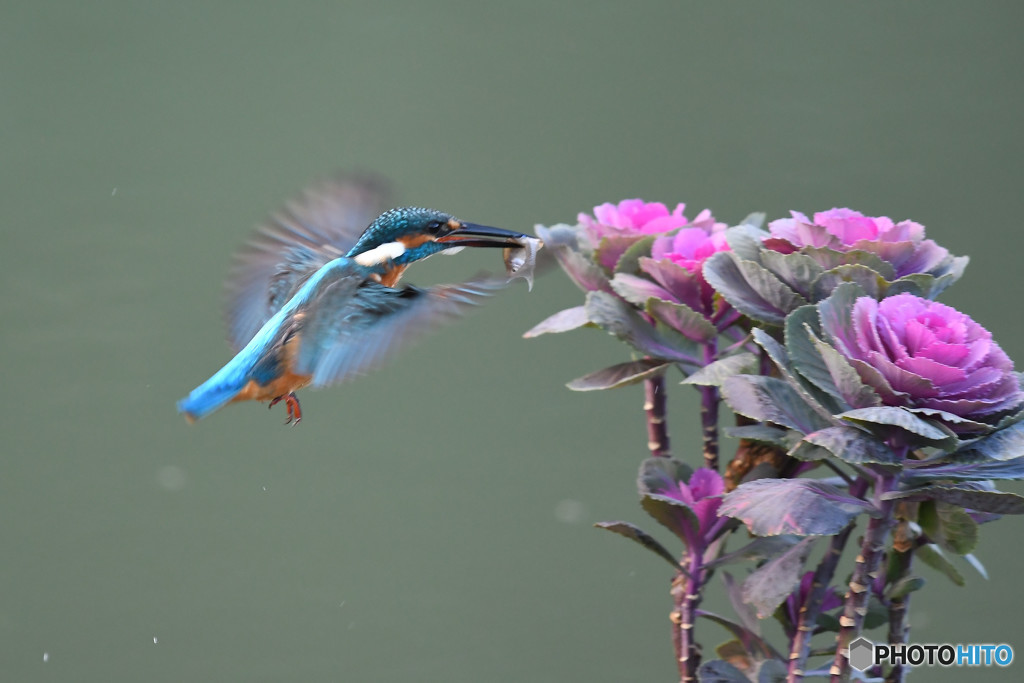 踊り葉ボタンとカワセミ
