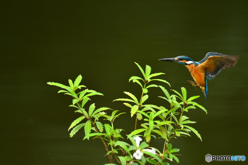 シシンランとカワセミ