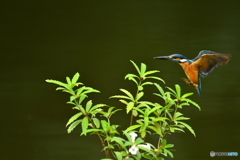 シシンランとカワセミ