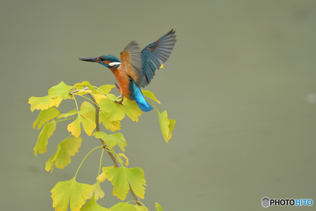 銀杏とカワセミ