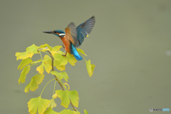 銀杏とカワセミ