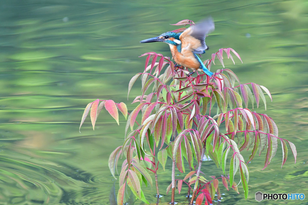 ハゼノキとカワセミ