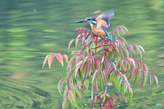 ハゼノキとカワセミ