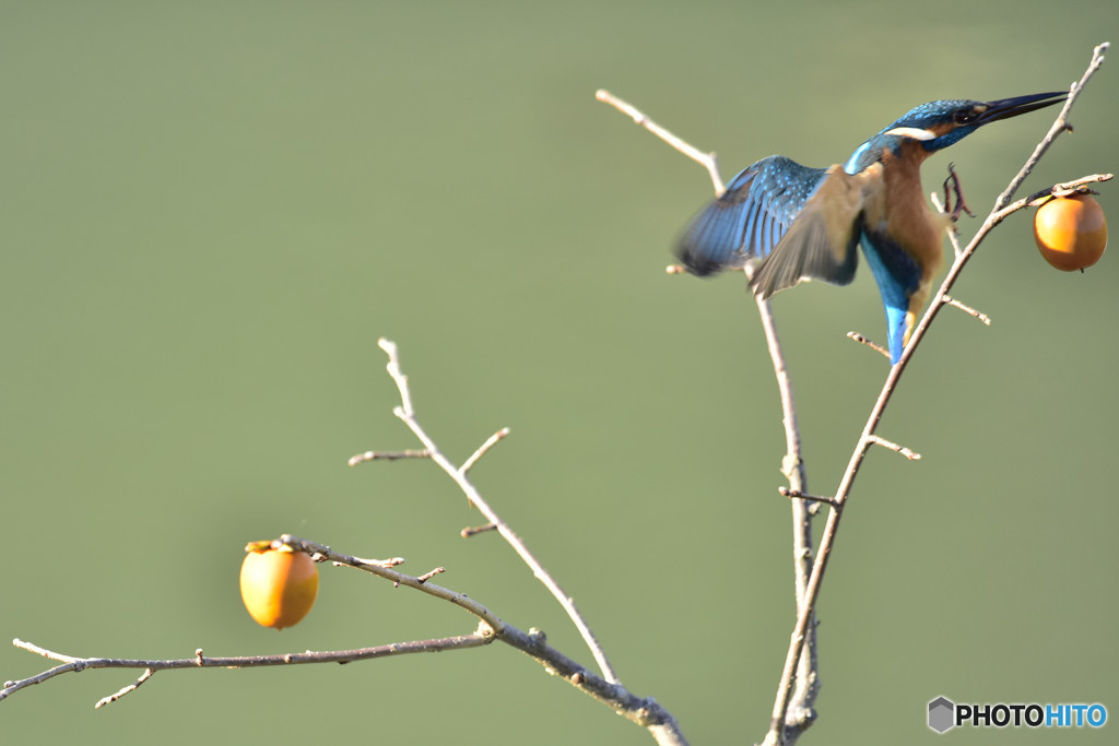 柿とカワセミ