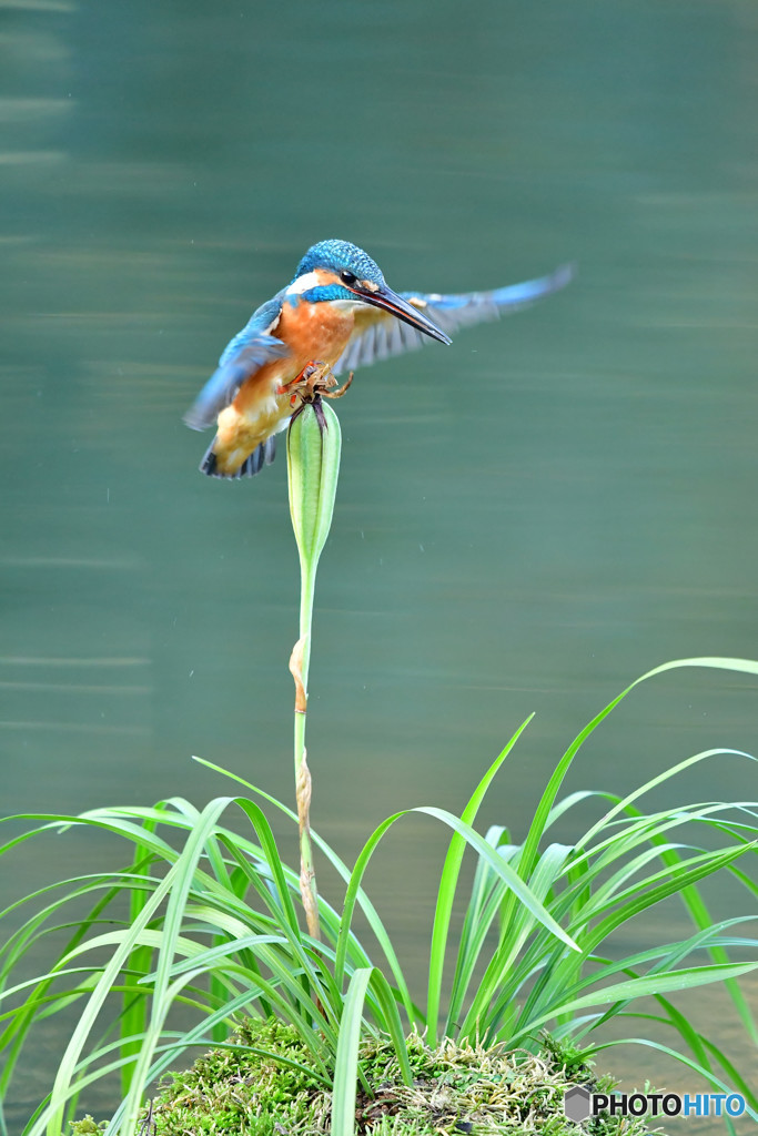 春蘭の実とカワセミ