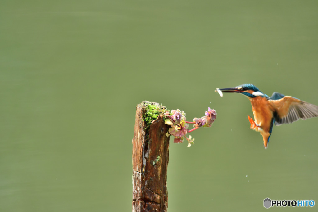 姫踊り子草とカワセミ