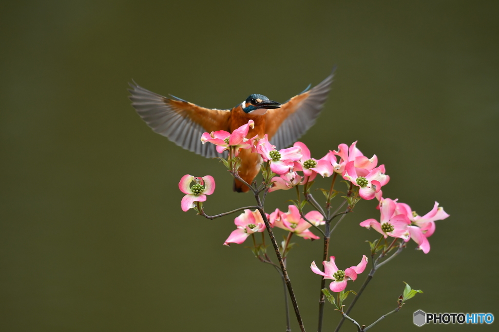 ハナミズキとカワセミ