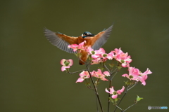 ハナミズキとカワセミ