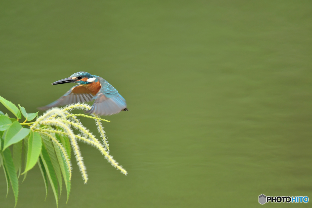 栗の花とカワセミ
