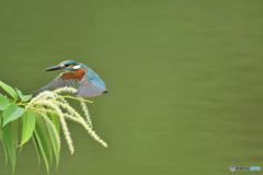 栗の花とカワセミ