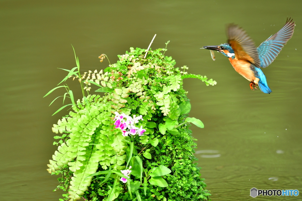 山野草とカワセミ