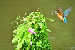 山野草とカワセミ