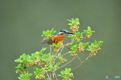 更紗ドウタンとカワセミ