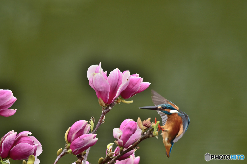 モクレンとカワセミ
