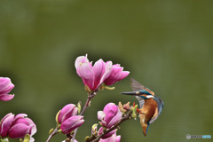 モクレンとカワセミ