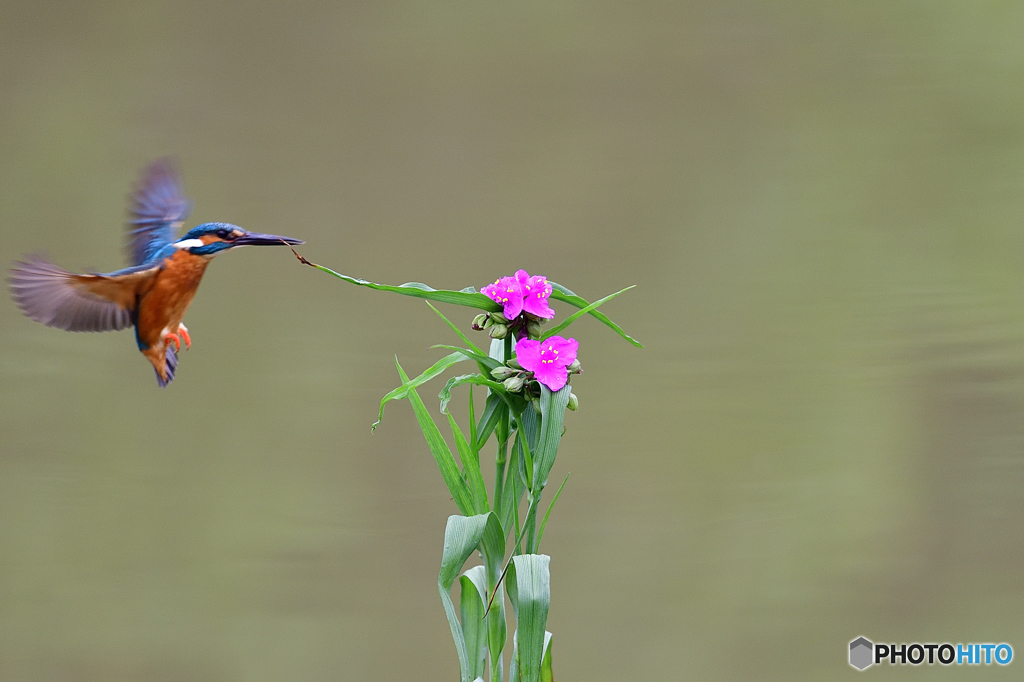 ツユクサとカワセミ