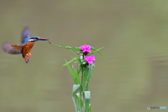 ツユクサとカワセミ