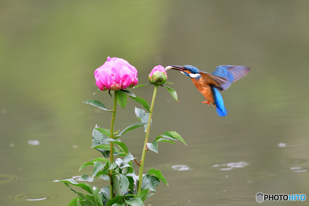 シャクヤクとカワセミ
