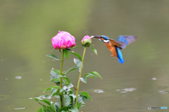 シャクヤクとカワセミ