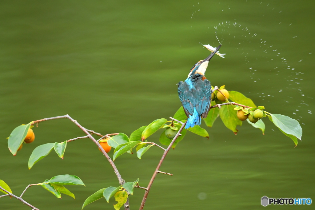 マメガキとカワセミ