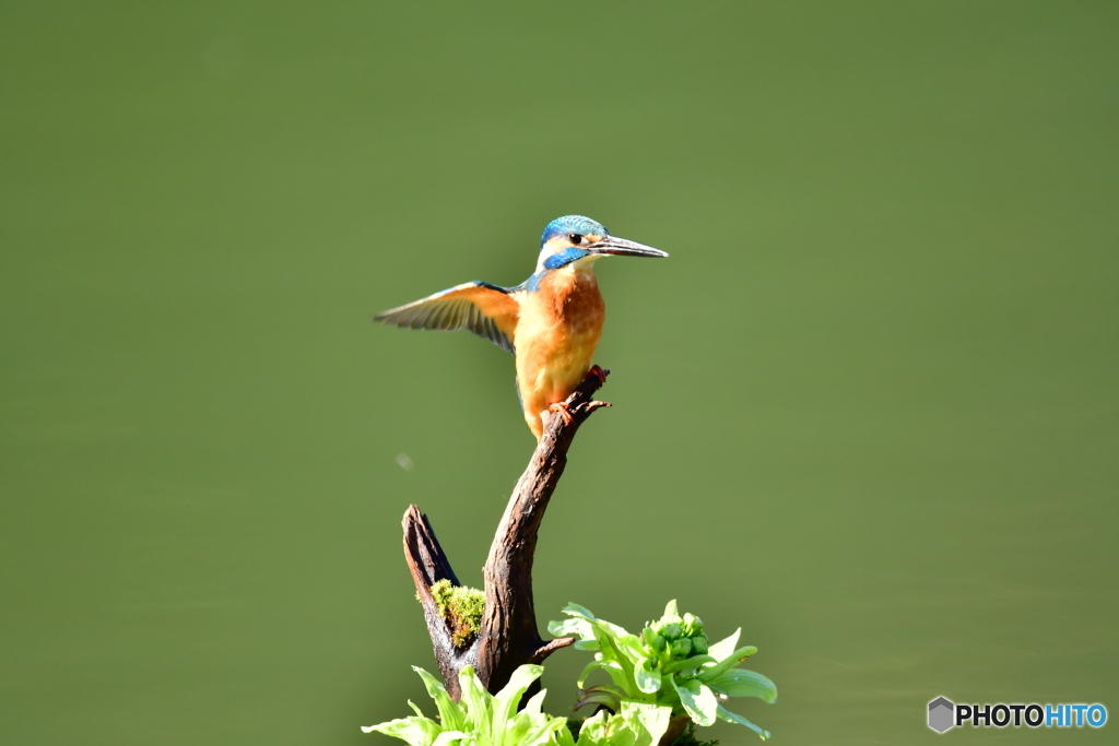 蕗の薹とカワセミ