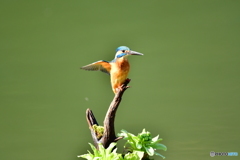 蕗の薹とカワセミ