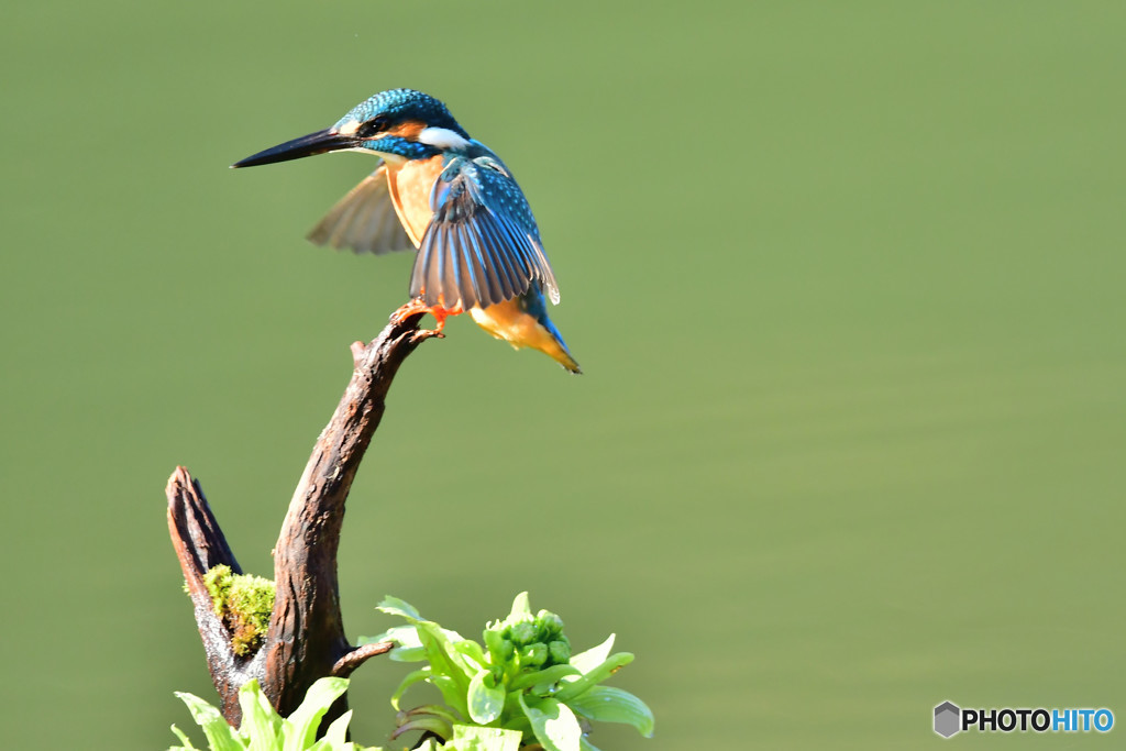 蕗の薹とカワセミ