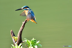 蕗の薹とカワセミ