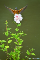 ムクゲとカワセミ