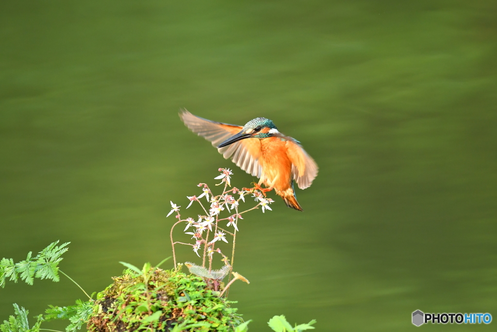 ユキノシタとカワセミ