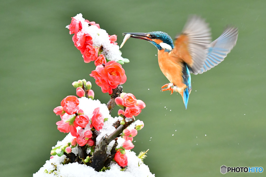 ボケの花とカワセミ